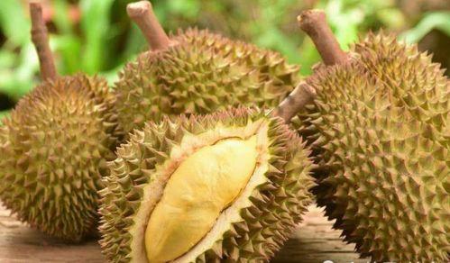 成人开车视频榴莲视频,榴莲奇遇记